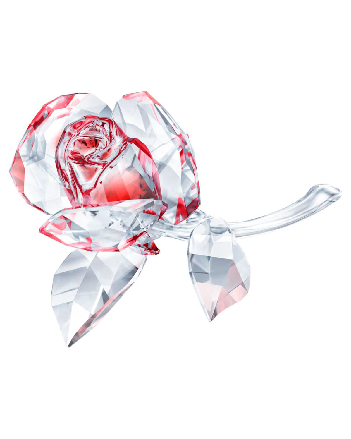 Blossoming Rose Red 5428561