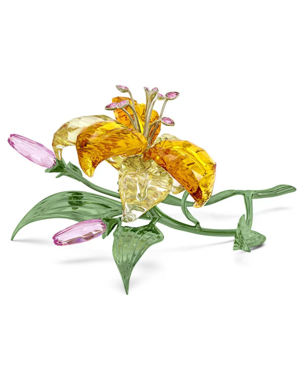 Florere Lily, Large