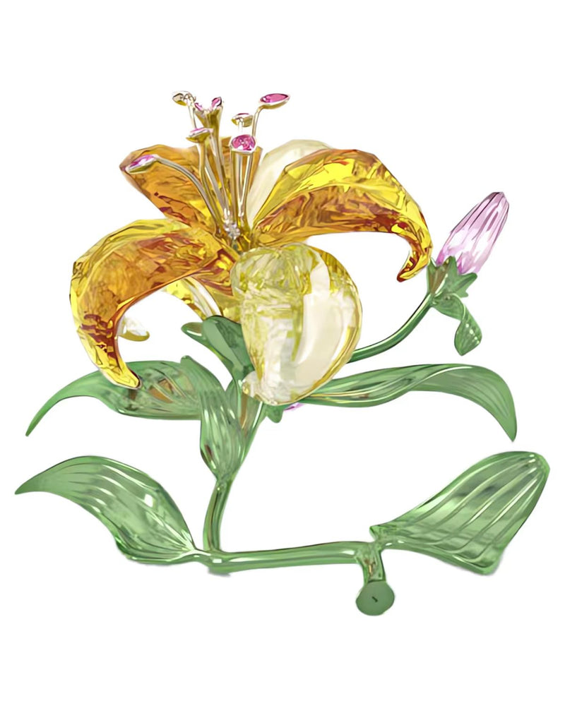 Florere Lily, Large