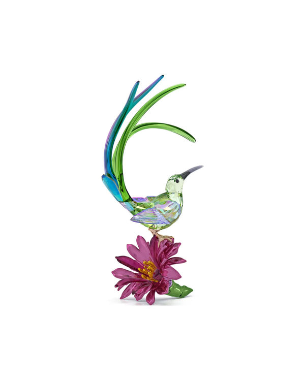 Idyllia Sugarbird and Cactus Flower