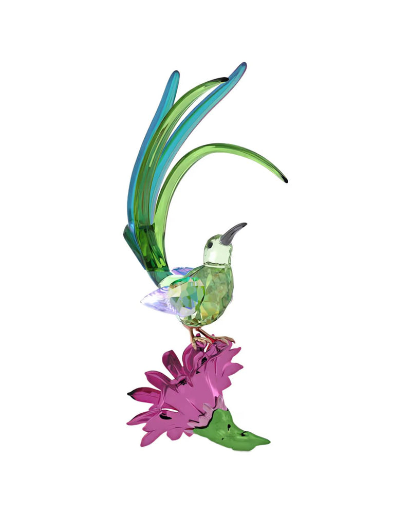 Idyllia Sugarbird and Cactus Flower