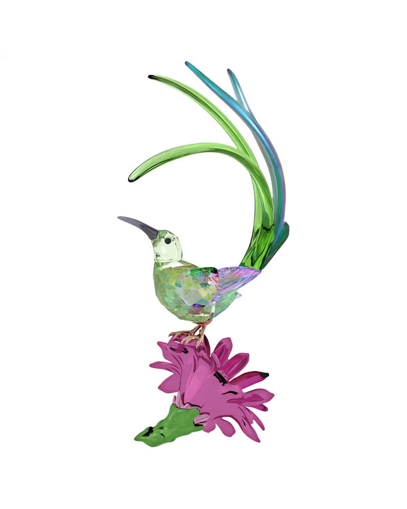 Idyllia Sugarbird and Cactus Flower