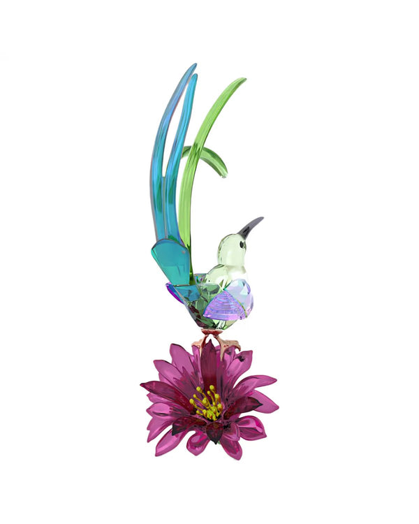 Idyllia Sugarbird and Cactus Flower