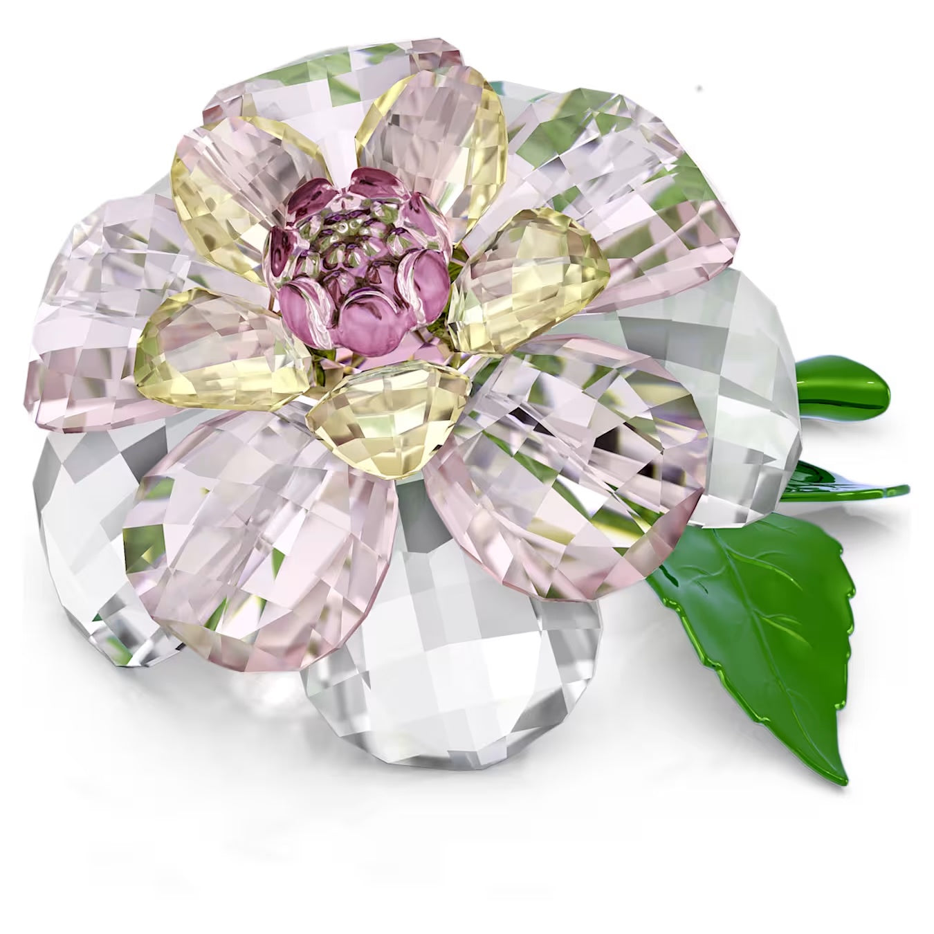 Florere Camellia 5721538