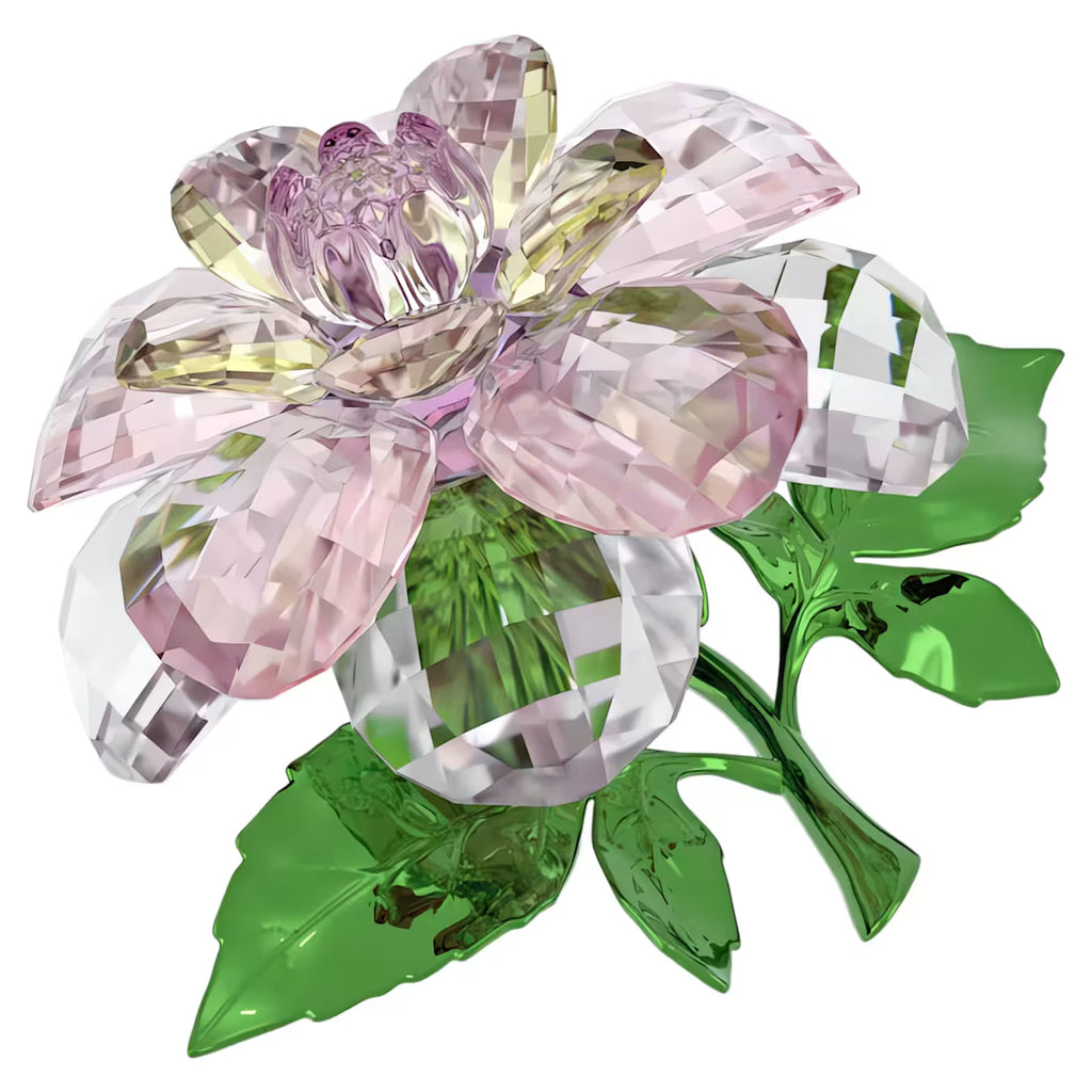 Florere Camellia 5721538