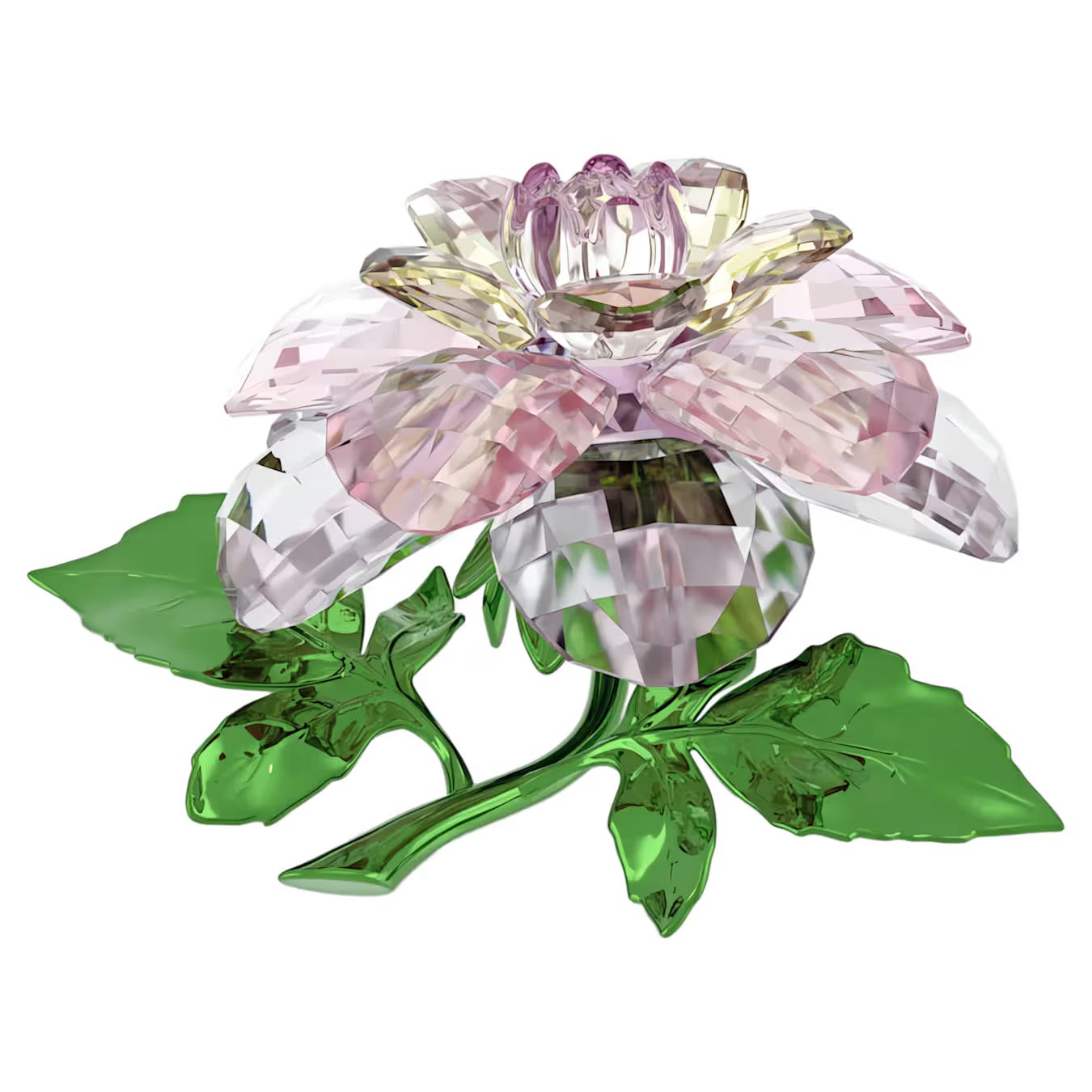 Florere Camellia 5721538