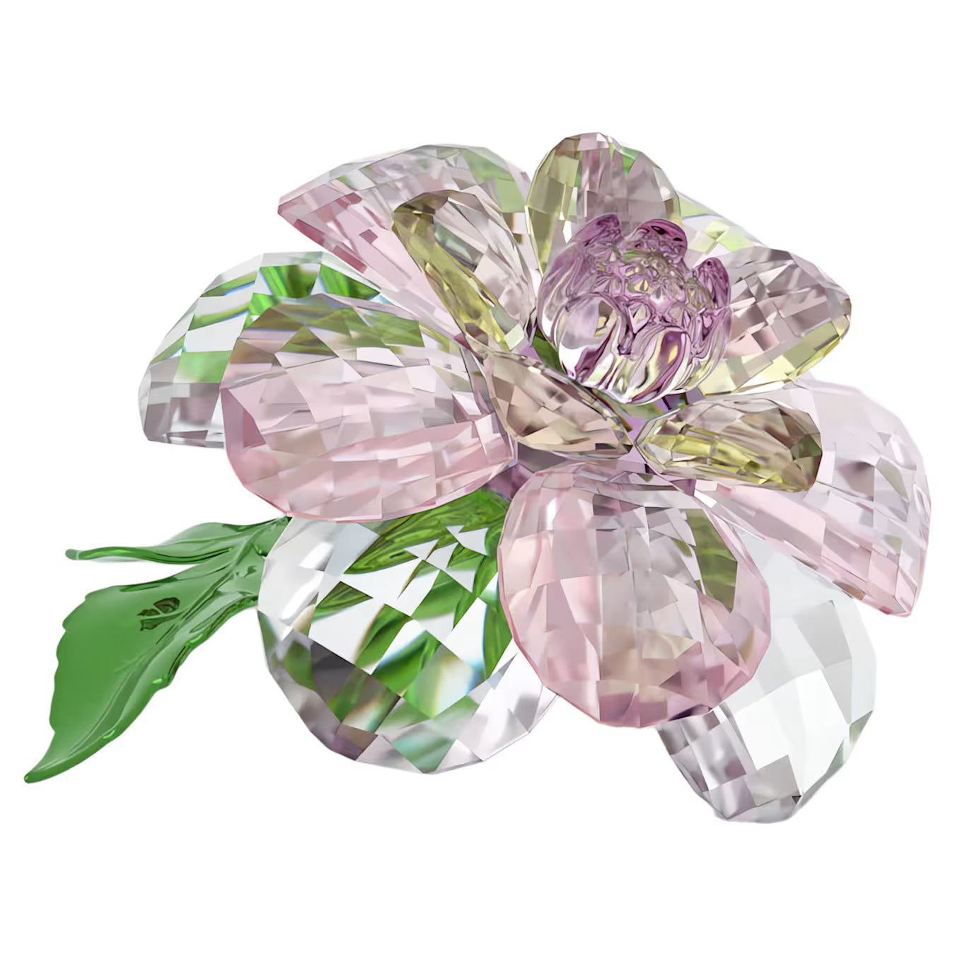 Florere Camellia 5721538