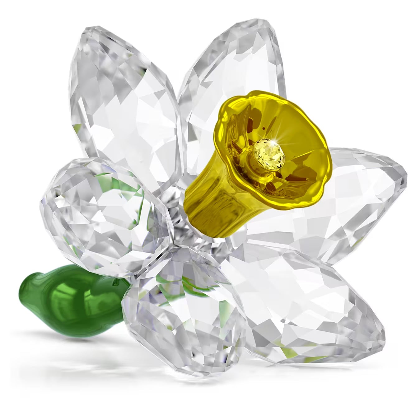 Florere Daffodil 5721540