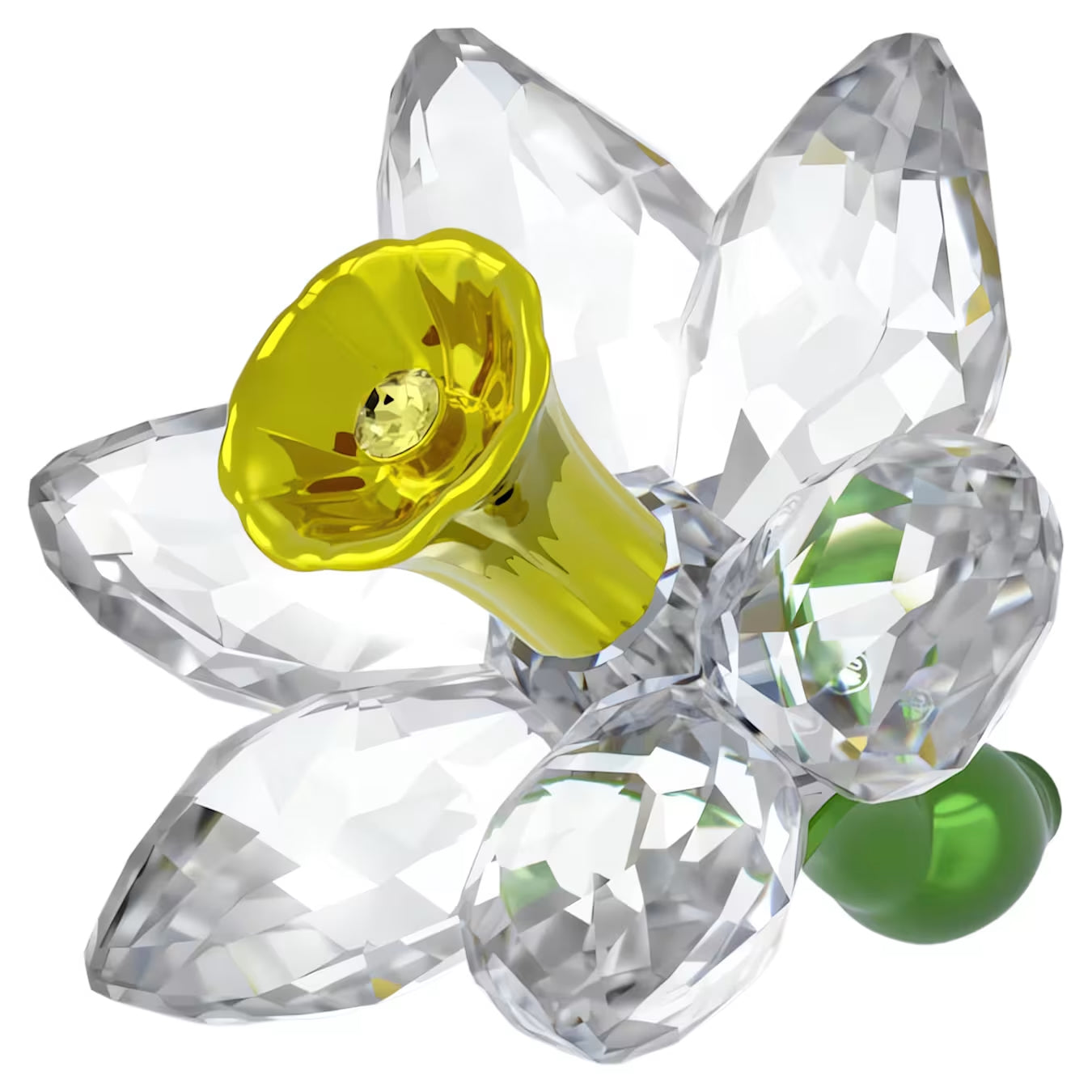 Florere Daffodil 5721540
