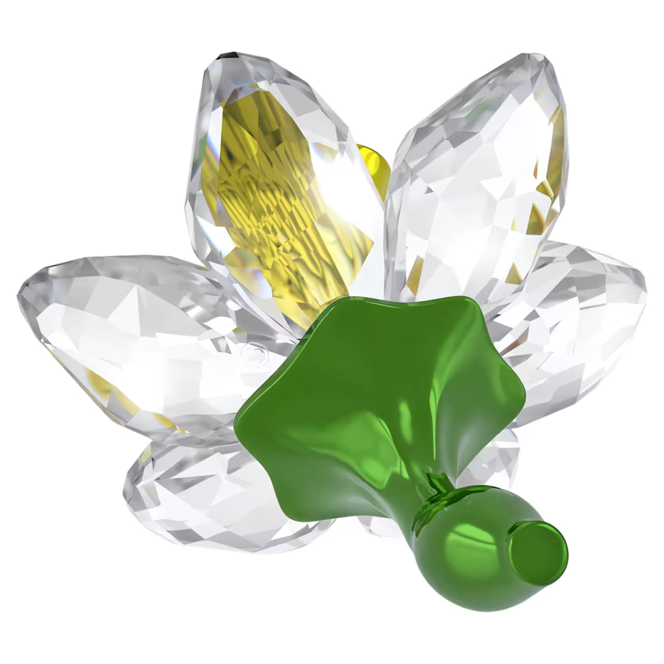 Florere Daffodil 5721540