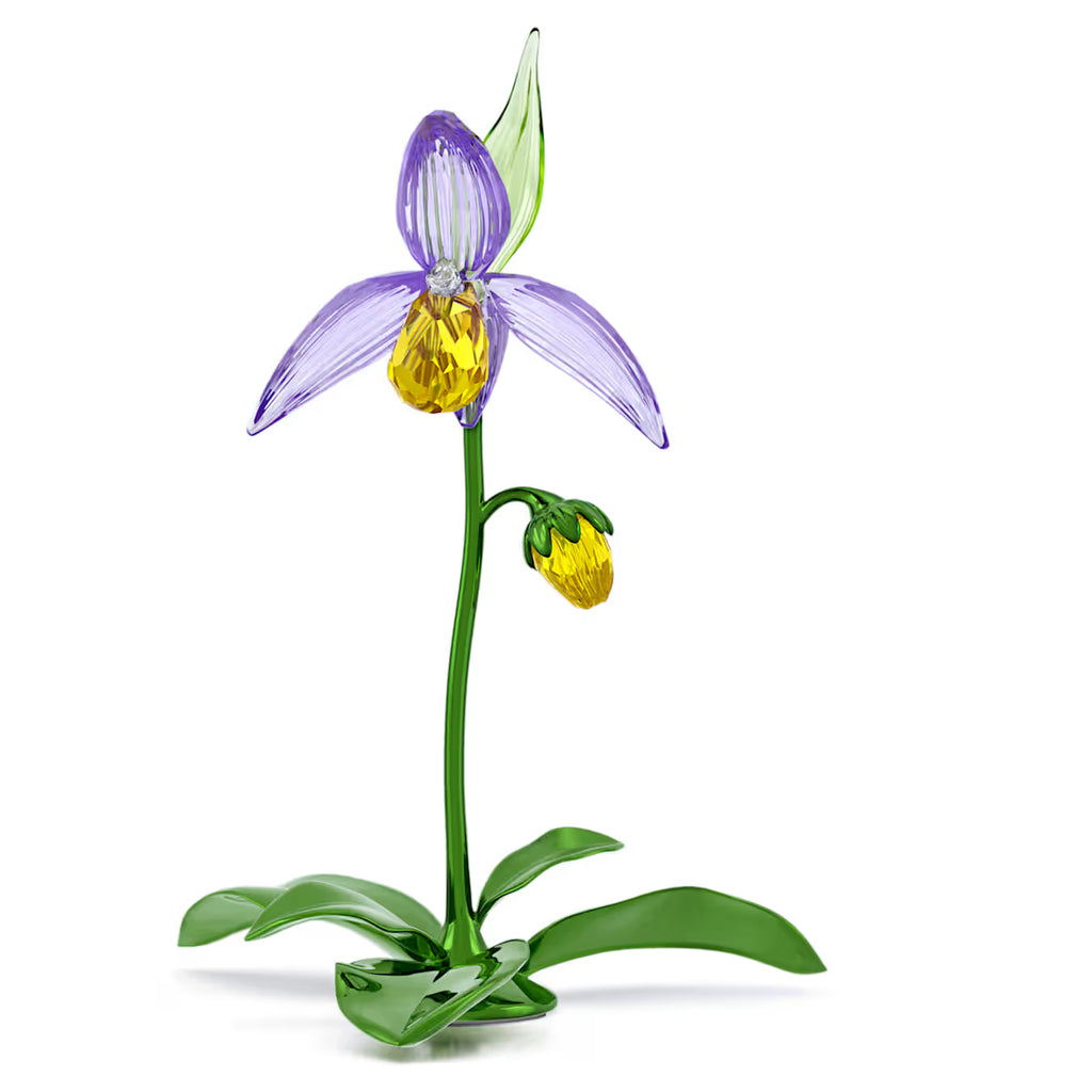 Florere Lady Slipper Orchid 5721548