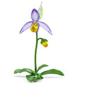 Florere Lady Slipper Orchid 5721548