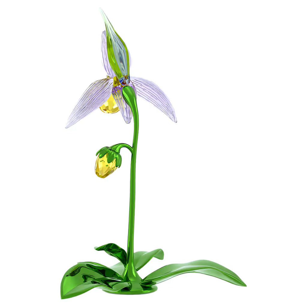 Florere Lady Slipper Orchid 5721548