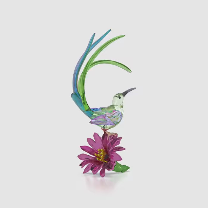 Idyllia Sugarbird and Cactus Flower 5675166