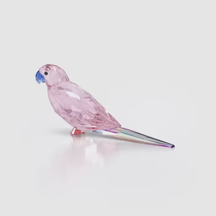 Jungle Beats Pink Parakeet Cha Cha 5557848