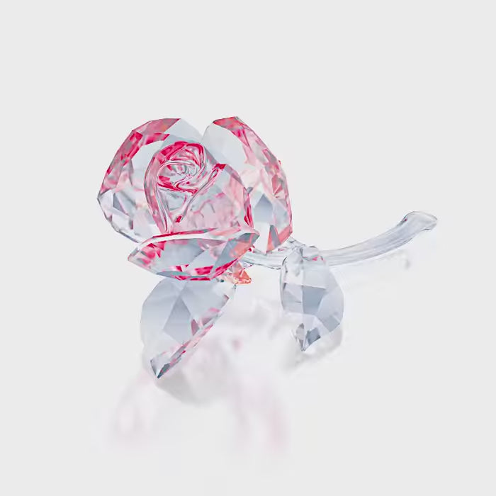 Blossoming Rose Red 5428561