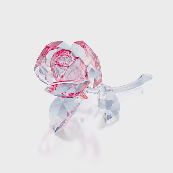 BLOSSOMING ROSE, RED 5428561